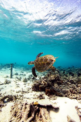 Arrecife del hotel - Tortuga